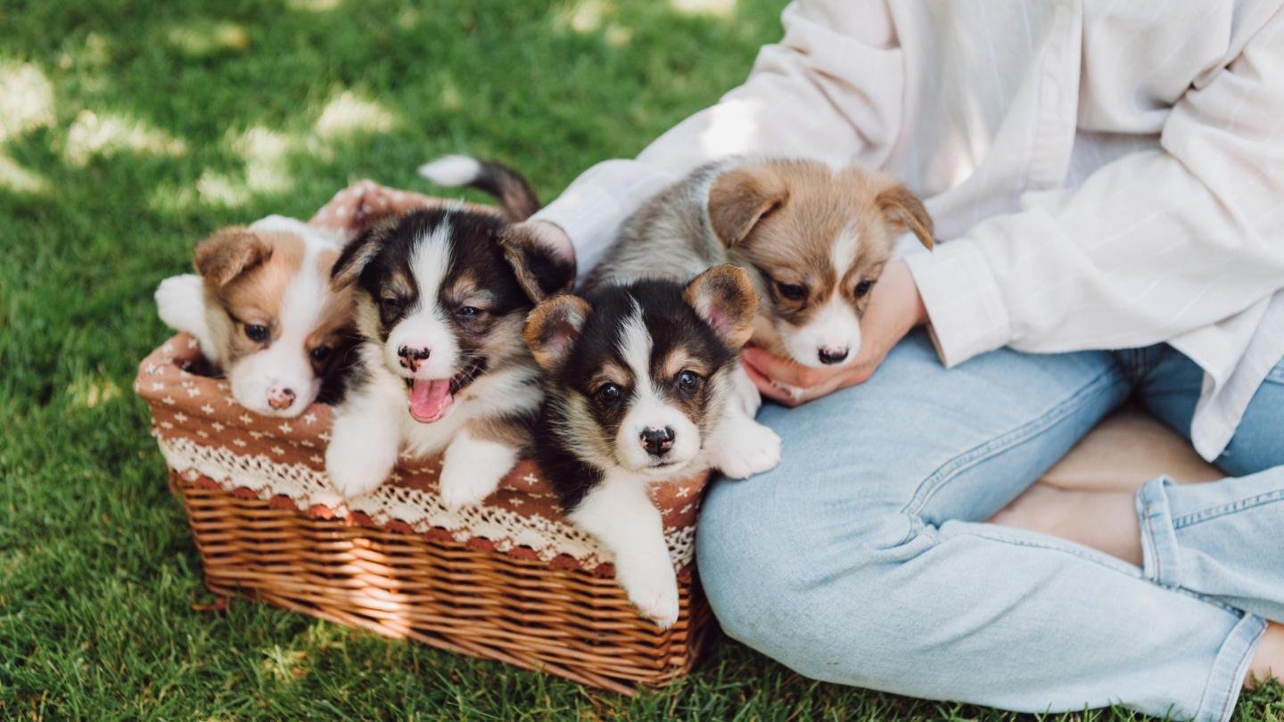 Puppies Com